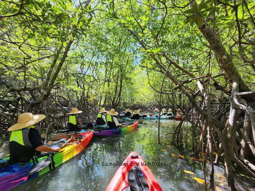 Langkawi : Kilim Mangrove Boat & Fun Kayak Tour with Lunch - An In-Depth Look at the Tour Experience