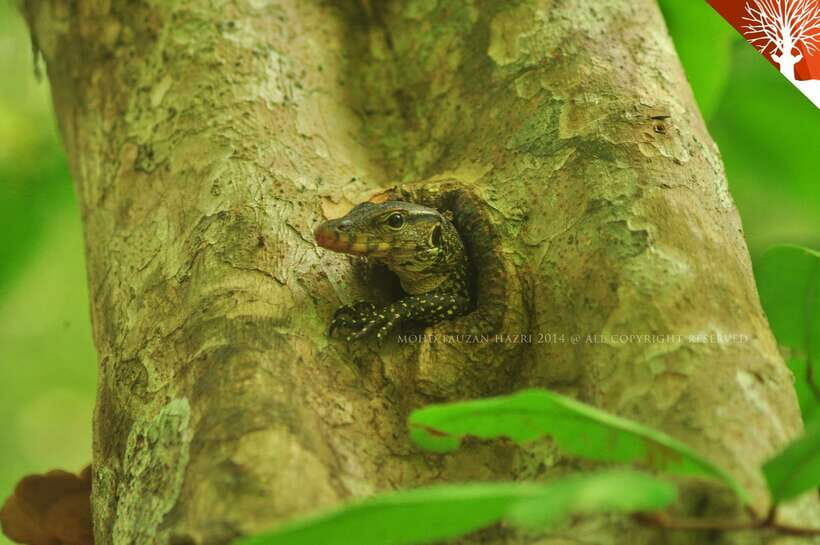 Langkawi: Kilim River Mangrove Safari Kayaking Tour - The Experience in Detail