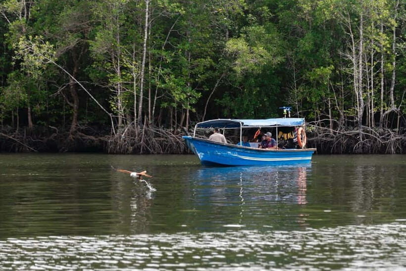 Langkawi Mangrove Group Boat Tour - Glide through Kilim River and Mangrove Forests