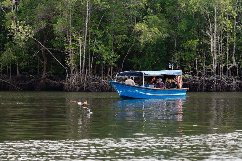 Langkawi Tanjung Rhu Mangrove Private Boat Tour 2 Hours - The Itinerary and Highlights in Detail