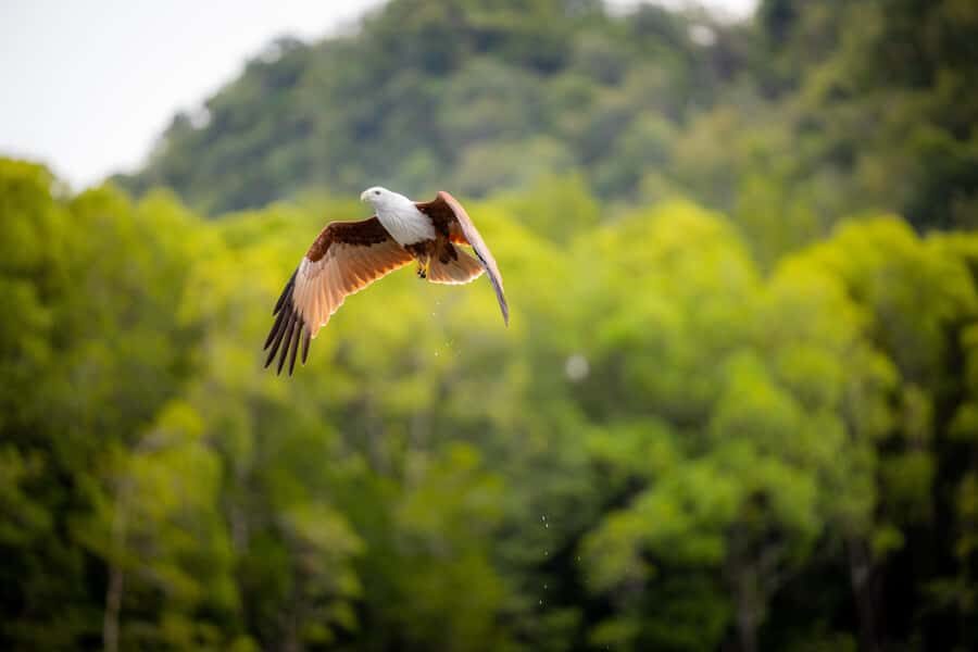 Langkawi:6 Hours Mangrove Night Safari with Pick Up & Dinner - What Makes This Tour Special?
