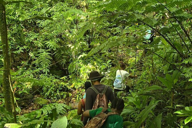 Lawyer Stephens Cave & Waterfalls Hike - The Main Event: The Rainforest Hike & Waterfalls