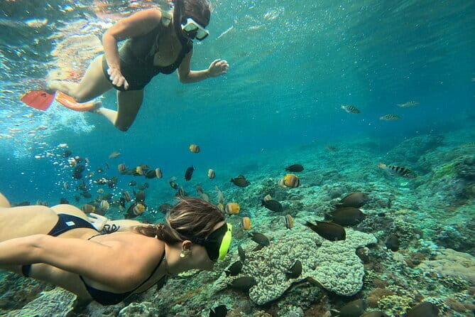 Lembongan Snorkeling at Manta Bay, Crystal Bay and Mangrove - What the Tour Includes and What You Should Know