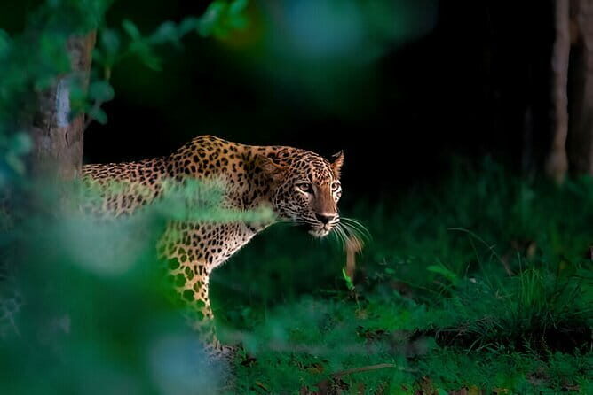 Leopard Half Day Yala National Park Eleven Safari - The Experience: What to Expect and Why It Matters