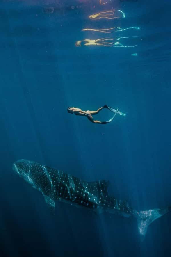 Lombok : Sharing Whale Shark Tour 2 Day 1 Night Sumbawa - Transportation and Comfort