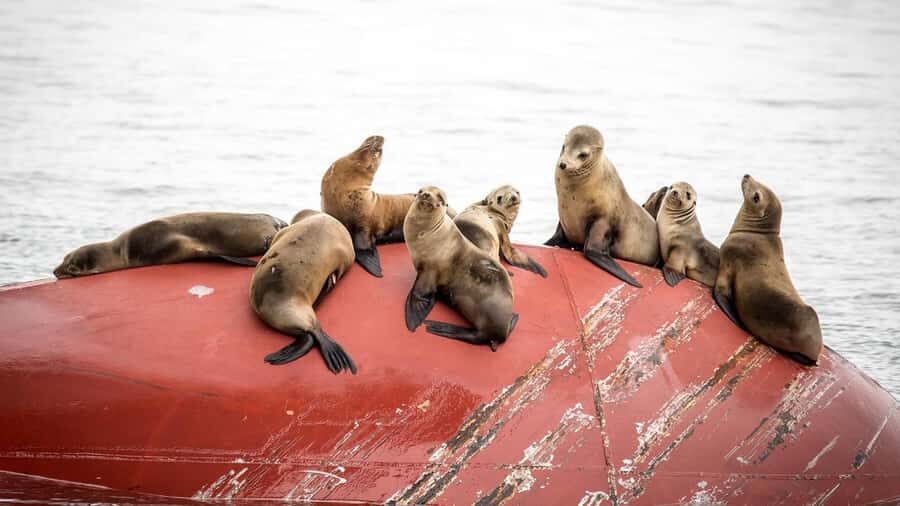 Long Beach: Whale and Dolphin Watching Cruise - Pricing and Value