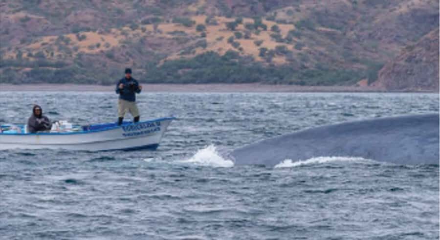 Loreto: Whale Watching Cruise with Transfers and Lunch - Final Thoughts: Who Will Love This Tour?