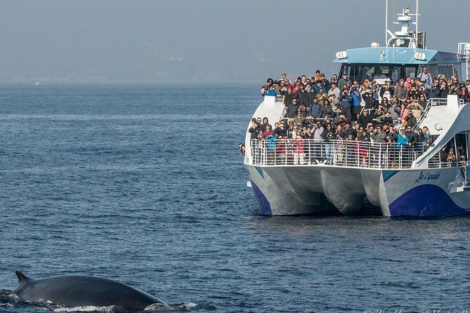 Los Angeles Whale and Dolphin Watching Cruise from West Harbor - The Itinerary in Detail