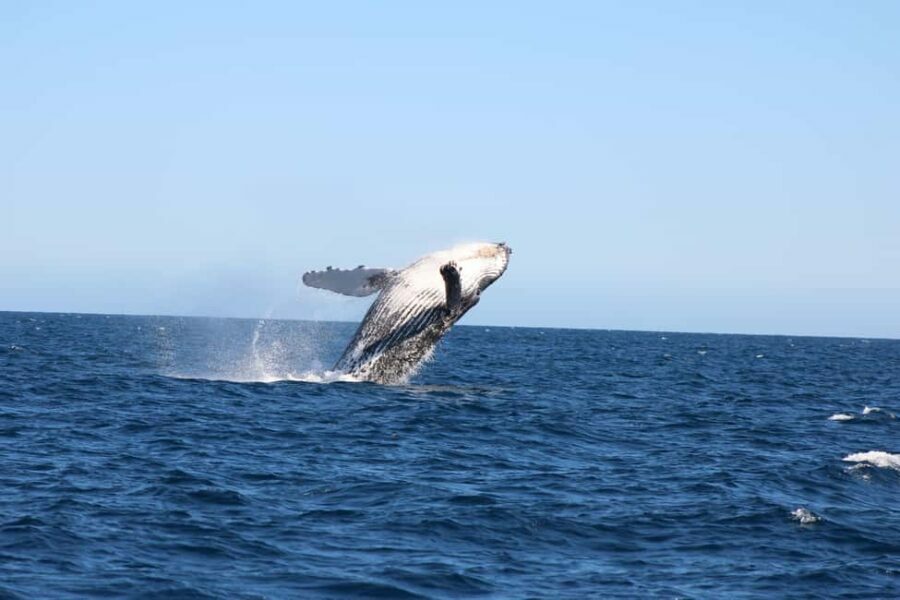 Los Cabos: Whale Watching and Safari - Practical Details and Tips