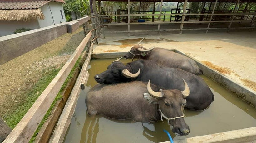 Luang Prabang: Farm Tour and Buffalo Buffet Adventure - A Detailed Look at the Experience