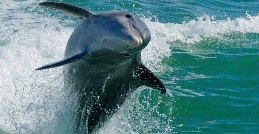 Madeira Beach: Egmont Key Snorkeling and Dolphin Cruise - What We Like About This Tour