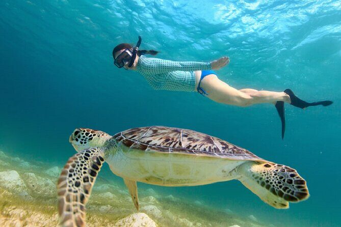 Maho Bay Turtle Snorkel with Lunch and Bar at Frenchman's Reef - What Makes This Tour Stand Out
