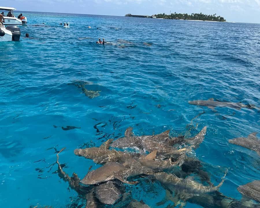 Maldives: Snorkeling with Nurse Sharks, Coral Reef, Sandbank - In-Depth Breakdown of the Itinerary
