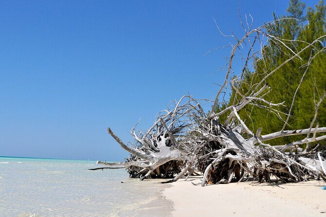 Mamma Gal Celeb-Key Native Exp. Shared Tour - Why It’s a Great Choice for Many Travelers