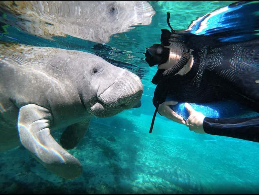 Manatee Snorkeling Tour with in water Guide and photographer - What Makes This Tour Stand Out?