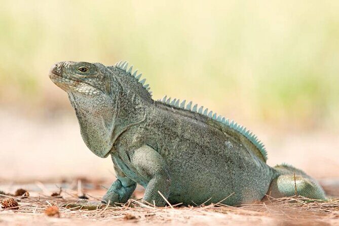 Mangrove Cay and Iguana Island Tours - The Value and Who It’s For