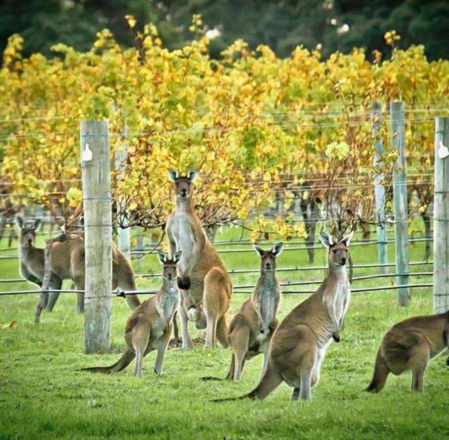 Margaret River: Full-Day Wine Tour - Introduction: What Is This Tour All About?