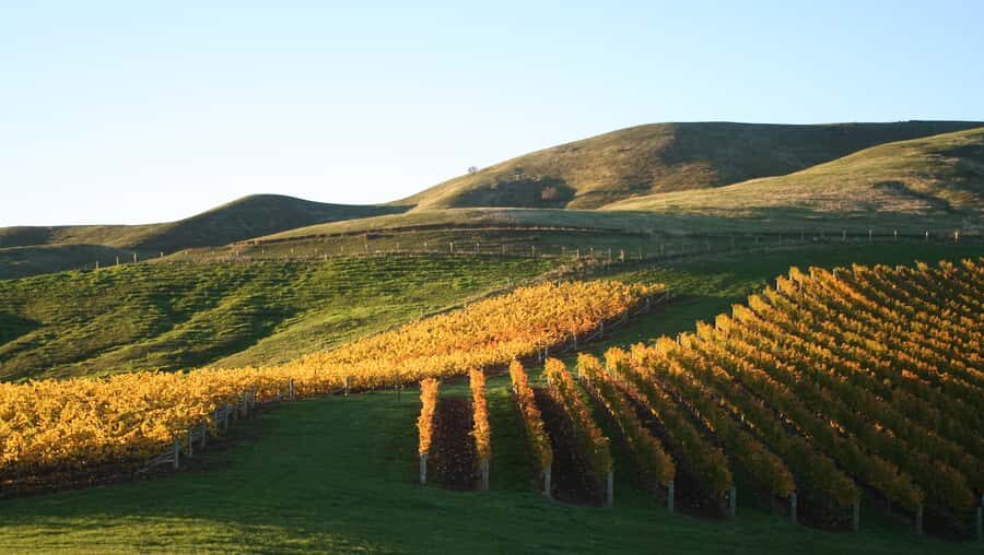 Marlborough: Full-Day Wine and Seafood Tour with Cruise - The Wine Experience