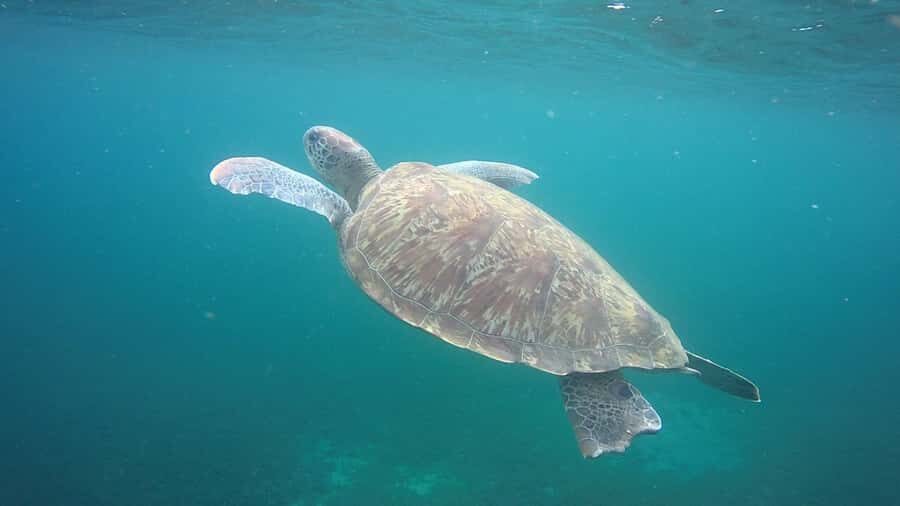 Martinique: Cruise and Snorkel with Turtles, Fish, and Corals - What Makes It Worthwhile