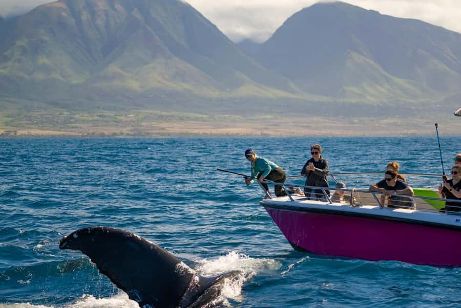 Maui: Epic Small Group Whale Watch - FAQ