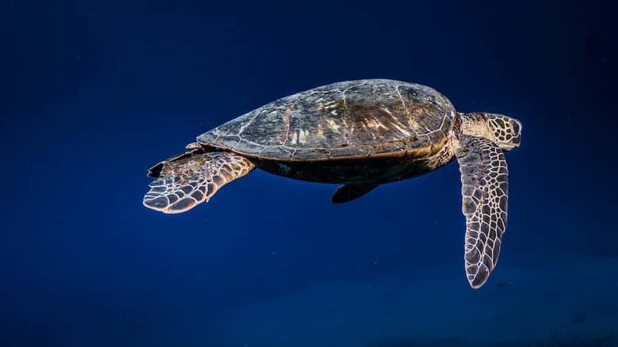 Maui: Intro to Scuba Diving from Shore - Lahaina - Who Should Consider This Tour?