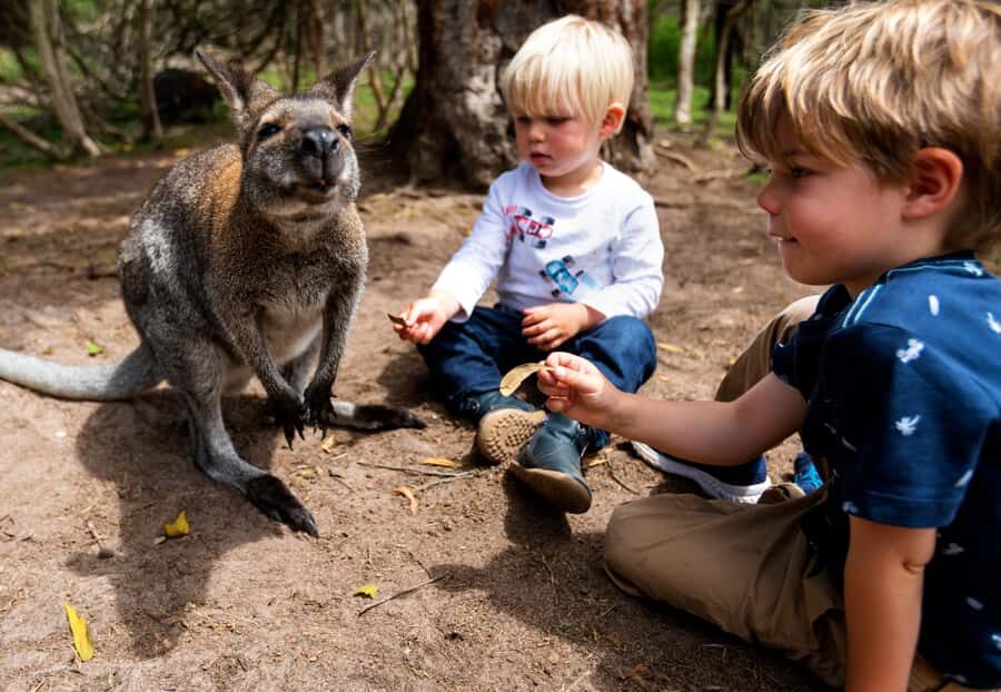 Melbourne: Peninsula Nature Private Day Trip with Dinner - Authentic Experiences and Real Reviews