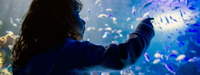 Mexico City: Inbursa Aquarium optional Round trip transfer - The Exhibits and Interactive Features
