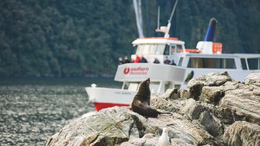 Milford Sound: Discover More on Our Longest Cruise - What Makes This Cruise Special?
