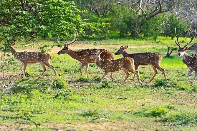 Minneriya Half Day Safari - What’s Included & What to Keep in Mind