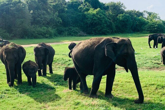 Minneriya National Park Elephant Safari - The Guides: Your Wildlife Allies