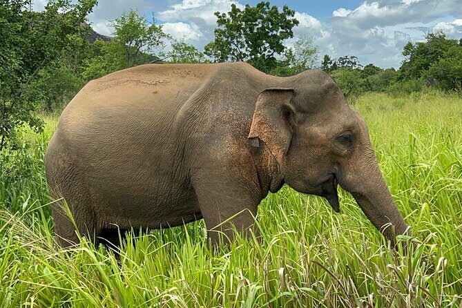 Minneriya National Park Elephant Safari from Sigiriya - Detailed Breakdown of the Itinerary