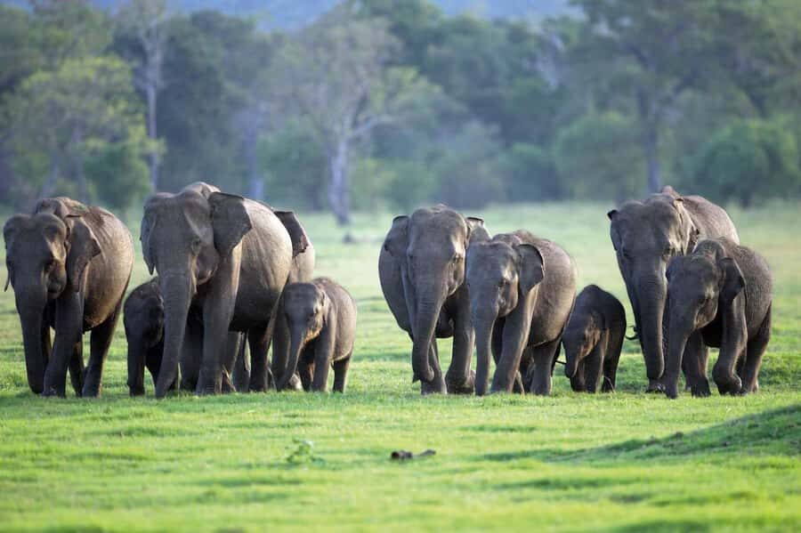 Minneriya National Park: Jeep Safari Include Entrance Fees - What Makes This Safari Stand Out?