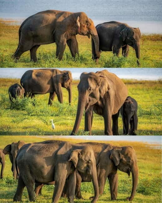 Minneriya National Park Private Luxury Elephant Safari - Final Thoughts: Who Should Consider This Tour?