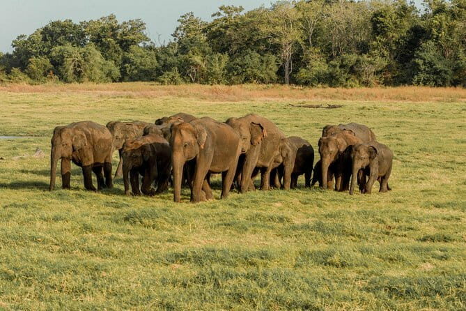 Minneriya National Park Private Safari - Who Is This Tour For?