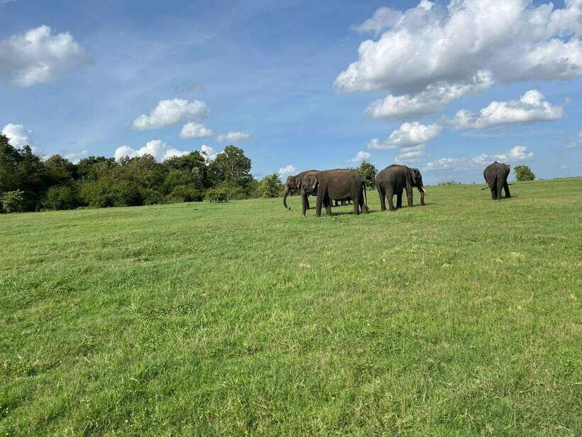 Minneriya National Park : Private Safari - What to Expect on Your Safari