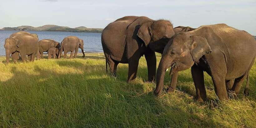 Minneriya National Park Safari - Entrance Fee Included - What to Expect During Your Safari