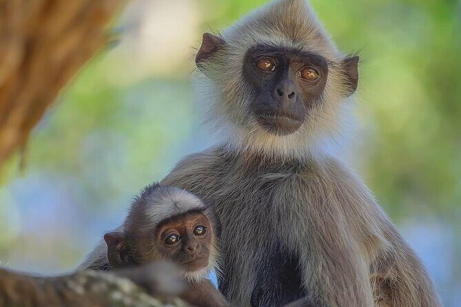 Minneriya National Park Wildlife & Elephant Safari from Sigiriya - Who Is This Tour Best For?