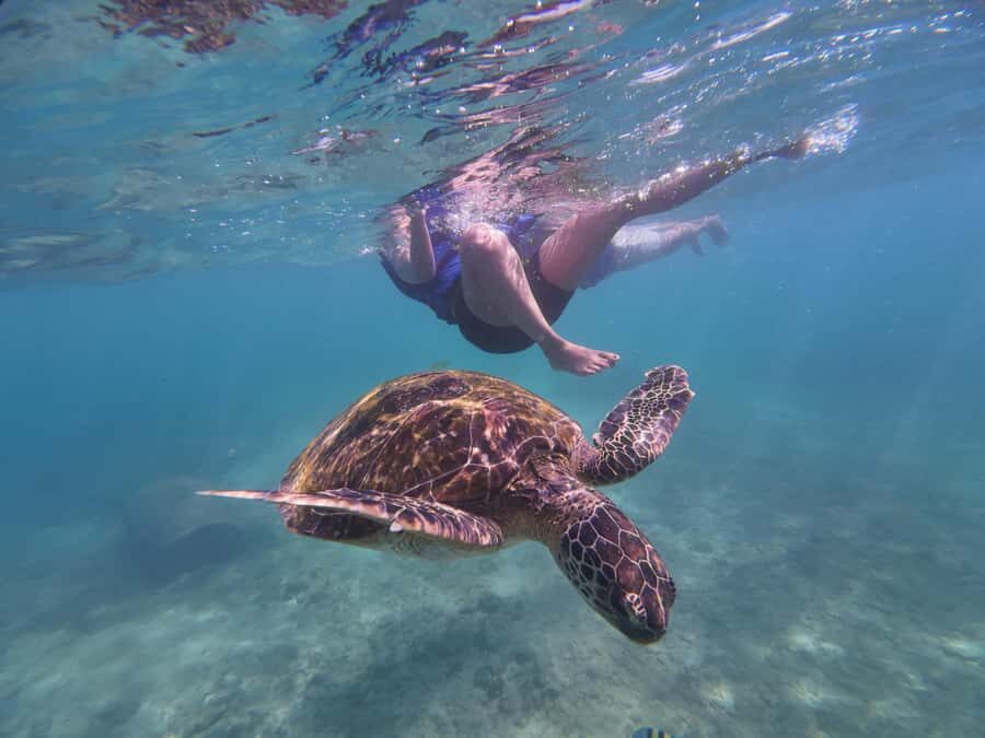 Mirissa: Coral Coast Divers Snorkeling Tour with Turtles - The Experience and Its Value