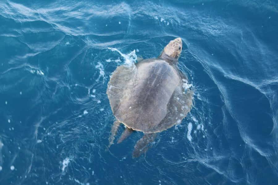 Mirissa: Whale & Dolphin Watching Cruise with Geeths Crew - Who Will Love This Tour?