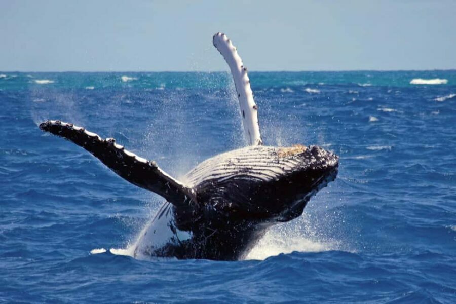 Mirissa: Whale & Dolphin Watching Trip with Private Transfer - Practical Tips for Your Trip