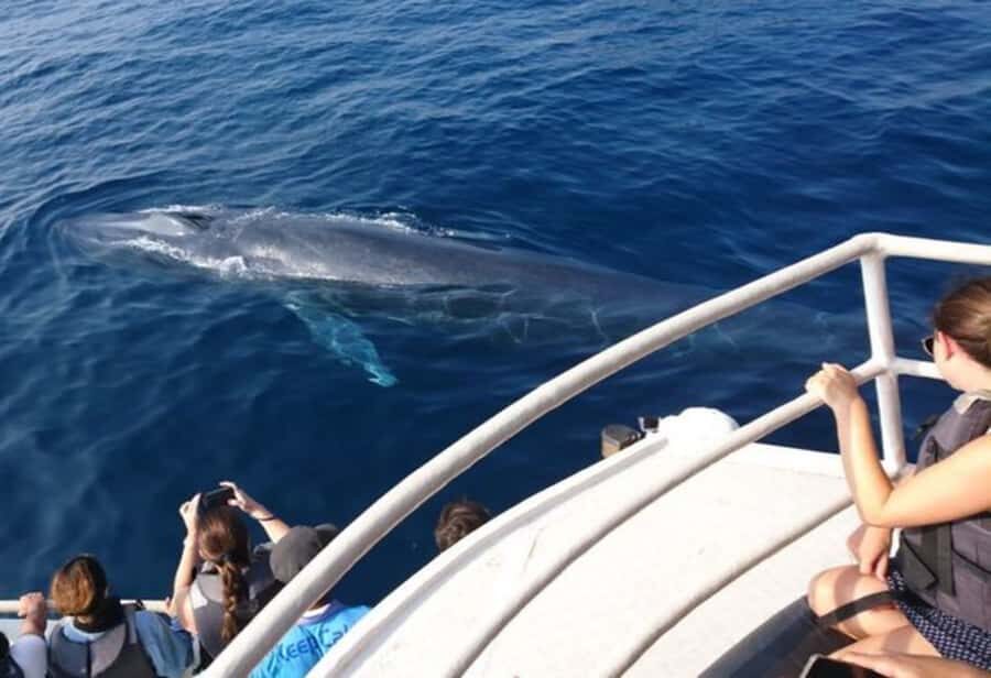 Mirissa: Whale Watching Cruise With Blue Whales & Dolphins - The Experience from a Travelers Perspective: Pros and Cons