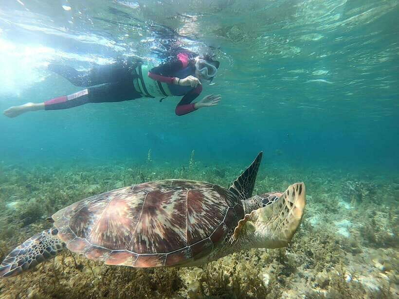 Moalboal: Sardine Run, Turtles and Pescador Island Hopping - The Itinerary Breakdown