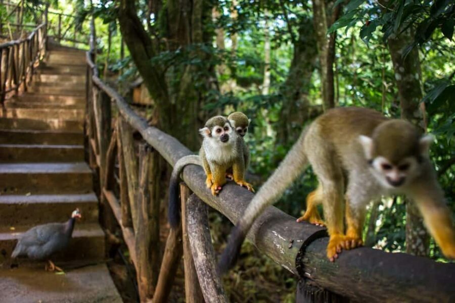 Monkey jungle tour + Transportation from cruise/hotel - The Value of the Experience