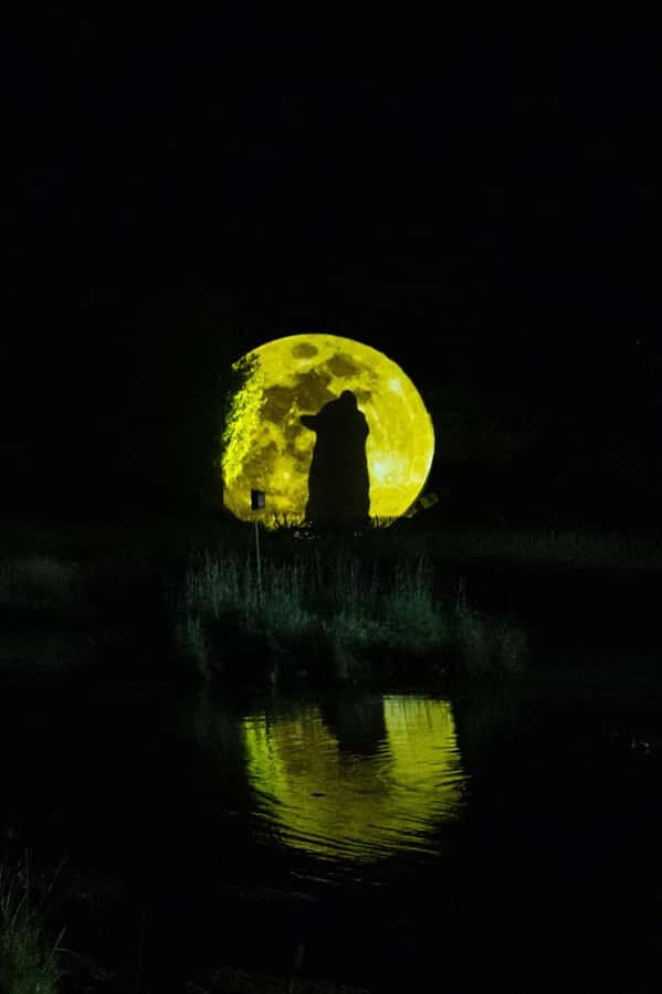 Montebello, QC: Parc Omega ONIRO Immersive Experience at Night - The Itinerary: What to Expect on the Trail