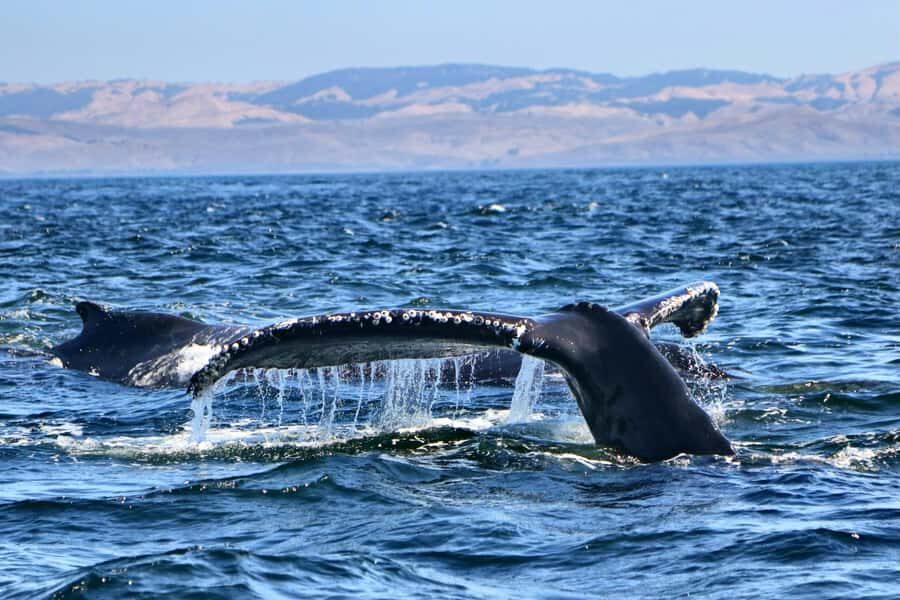 Morro Bay: Whale Watching Adventure - Cost and Value