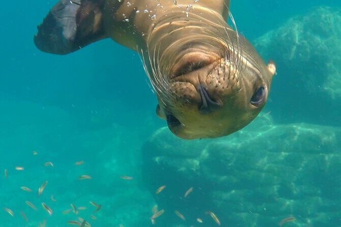 MOST POPULAR TOUR IN LA PAZ! Swim with Sea Lions Private Boat - What Past Travelers Say