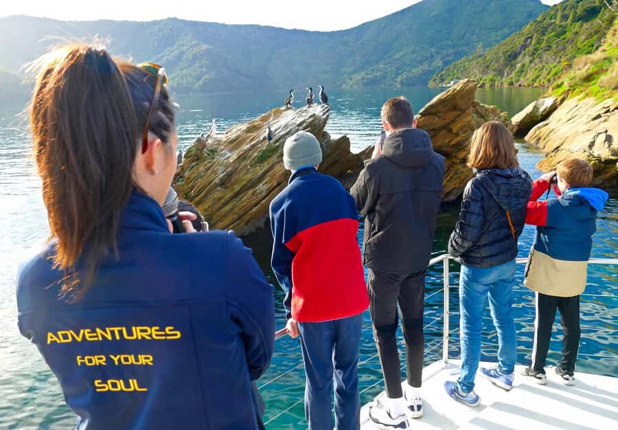 Motuara Island Sanctuary: Wildlife & Dolphin Watching Tour - The Practicalities: What to Expect