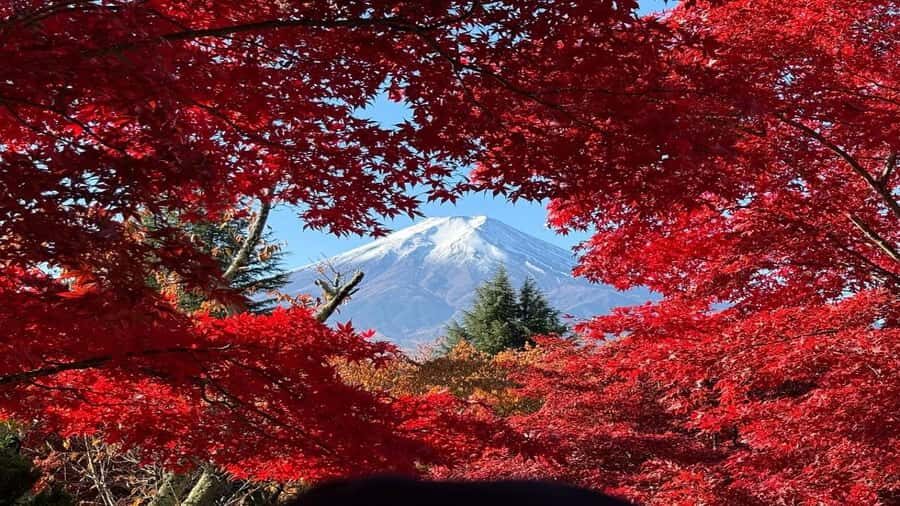 Mount Fuji Full Day Private Tour from Tokyo (Customizable) - The Itinerary in Detail