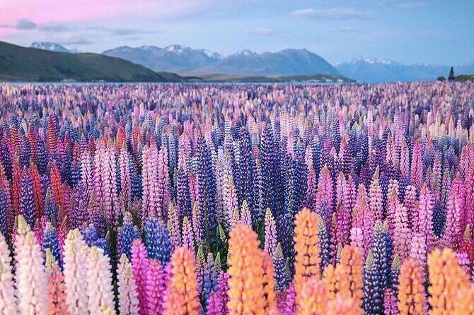 Mt. Cook Full Day Private Tour via Tekapo from Christchurch - A closer look at the itinerary