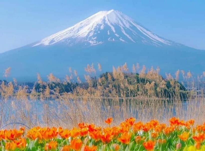 Mt Fuji Top 5 Spots Day Tour: Arakurayama Park,Oshino Hakkai - Who Should Consider This Tour?